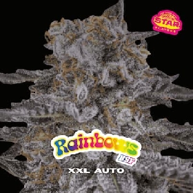 Rainbows XXL Auto > BSF Seeds